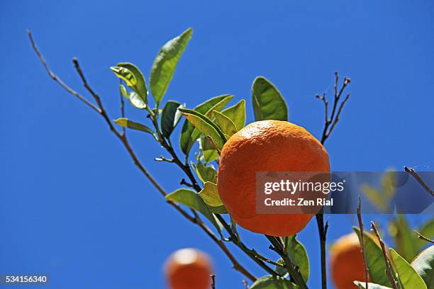 low angle shot of a ripe orange fruit hanging on a tree against blue sky - low hanging fruit stockfoto's en -beelden