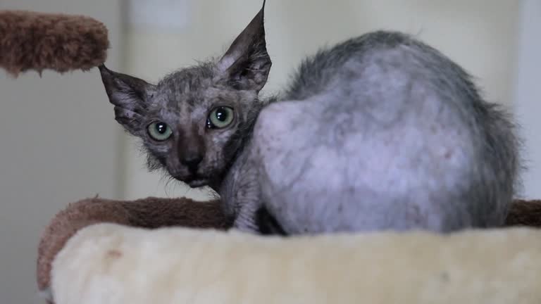 Project Lykoi Lykoi Cat Videos and HD Footage - Getty Images