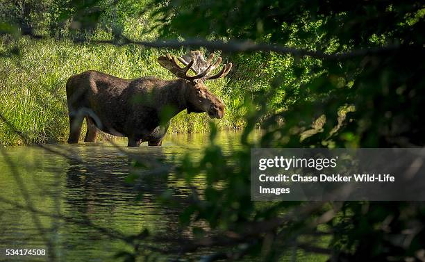 Bull Moose Python 163 Bull Moose Jackson Stock Photos, High-Res Pictures, and Images ...