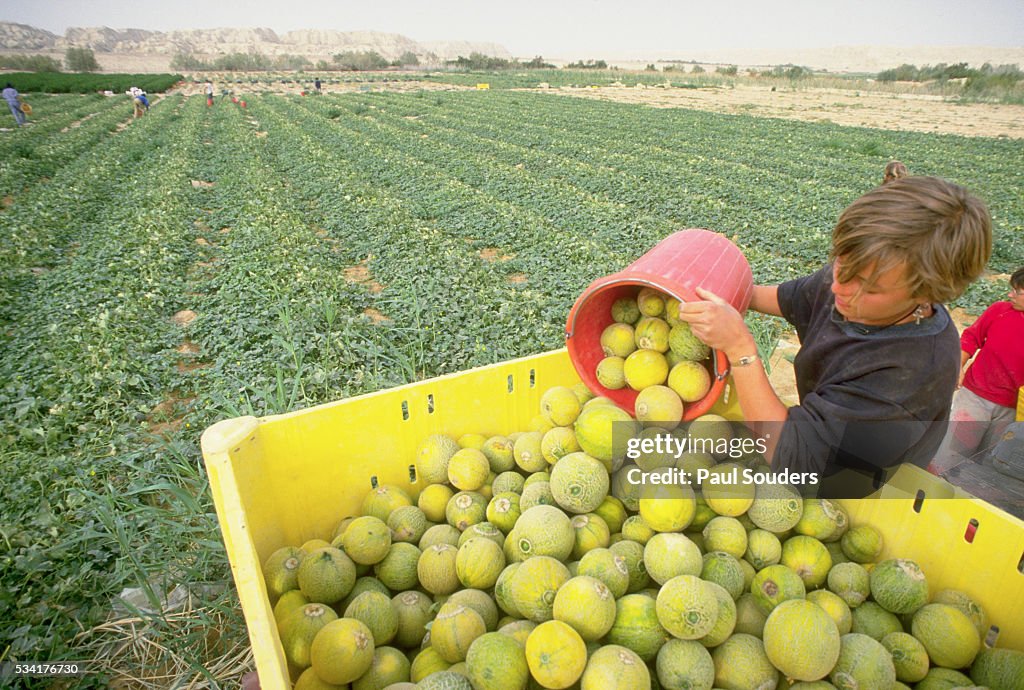 Harvesting Cantaloupe Fields in Israel