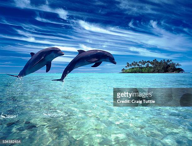 leaping dolphins - cook islands - cook islands stock pictures, royalty-free photos & images