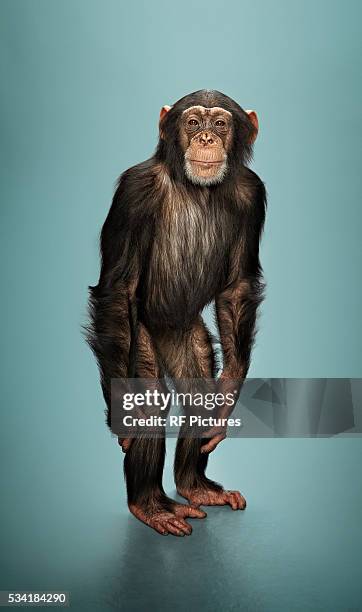 studio portrait of chimp - schimpansen gattung stock-fotos und bilder
