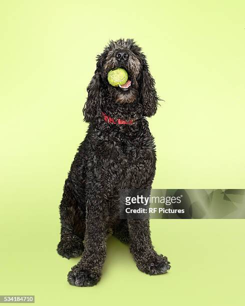 labradoodle dog with tennis ball - dog coloured background stock pictures, royalty-free photos & images