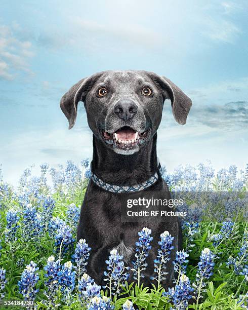 blue lacey - texas bluebonnets stock pictures, royalty-free photos & images