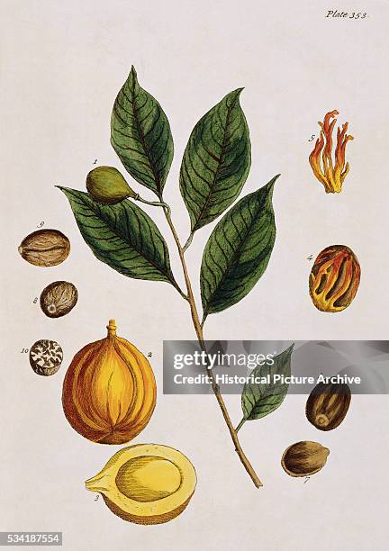 Nutmeg by Elizabeth Blackwell, News Photo
