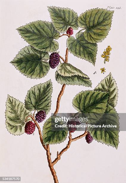 Black Mulberry Tree by Elizabeth Blackwell