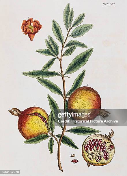 Pomegranate by Elizabeth Blackwell