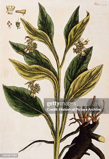 Comfrey by Elizabeth Blackwell, Nieuwsfoto's