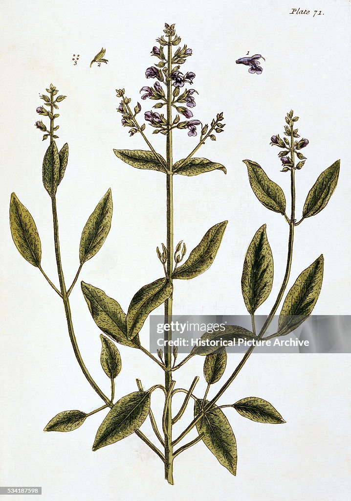 Sage by Elizabeth Blackwell