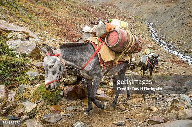 117 Horse Carrying Load Photos and Premium High Res Pictures - Getty Images
