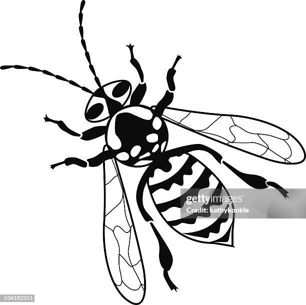 yellow jacket bee  vector illustration in black and white - yellow jacket stock illustrations