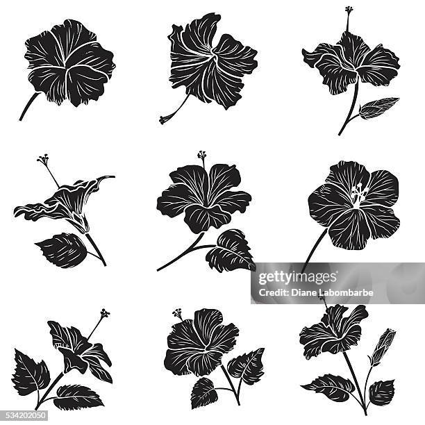 3 102点のハイビスカスイラスト素材 Getty Images 3 102点のハイビスカスイラスト素材 Getty Images