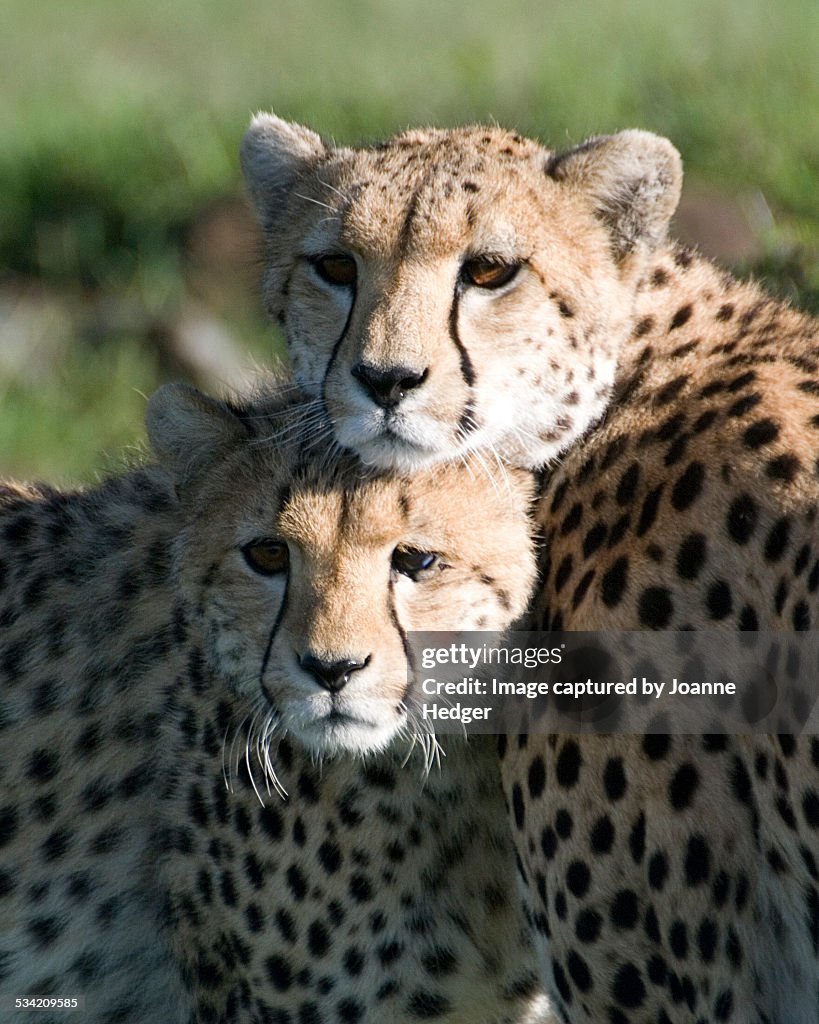 Pair of Cheetahs