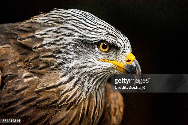 portrait of hawk against dark background (high iso, shallow dof) - havikachtige stockfoto's en -beelden