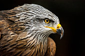 Portrait of hawk against dark background (high ISO, shallow DOF)