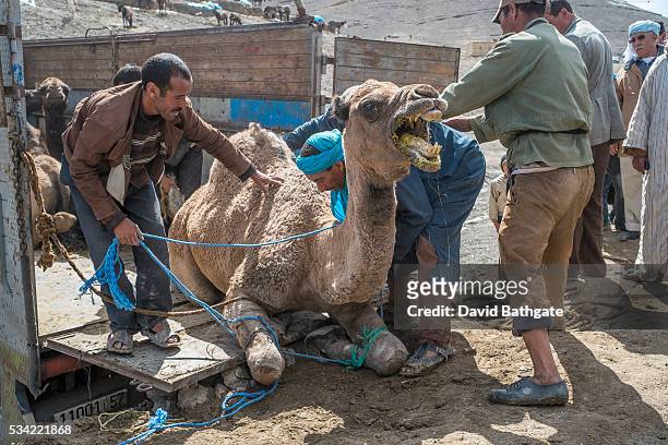 Camels bought and sold at the Imilchil livestock market are loaded on trucks for transport.