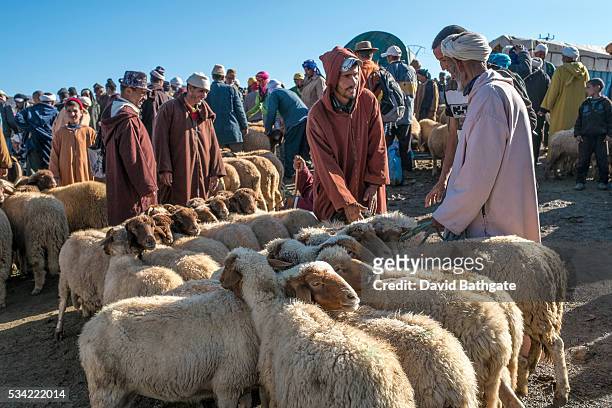 Buyers and sellers of sheep at the Imilchil, Morocco livestock market that accompanies the village's marriage and betrothal festival.