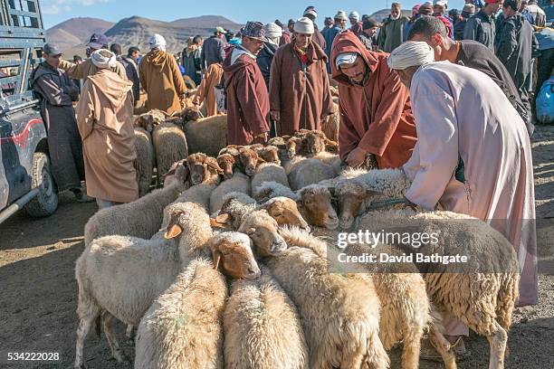 Buyers and sellers of sheep at the Imilchil, Morocco livestock market that accompanies the village's marriage and betrothal festival.