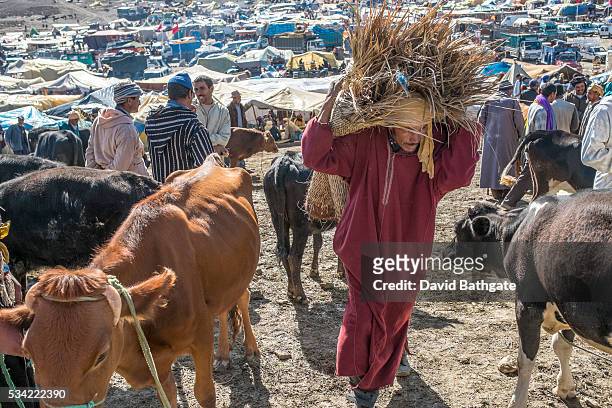 Berber man carries fodder for livestock at the Imilchil, Morocco Marriage and Betrothal Festival livestock market .