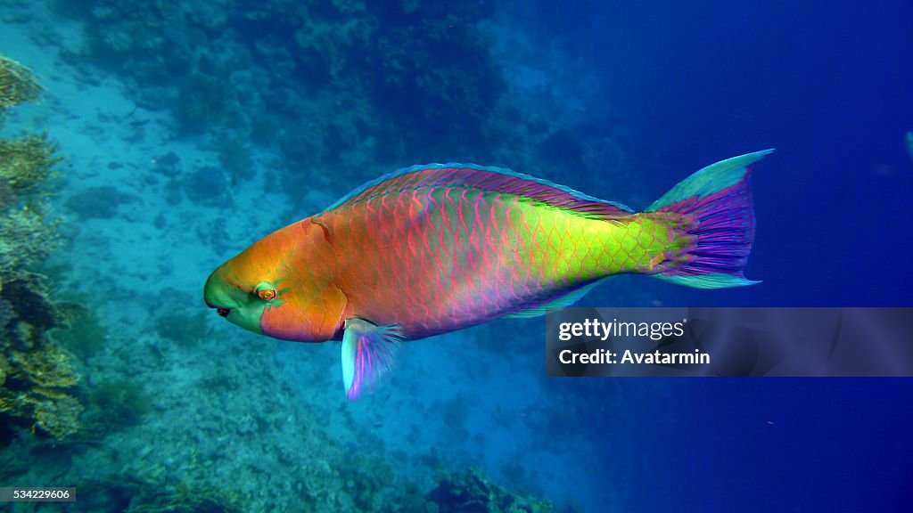 Parrotfish at Sharm el Sheik - egypt - red sea