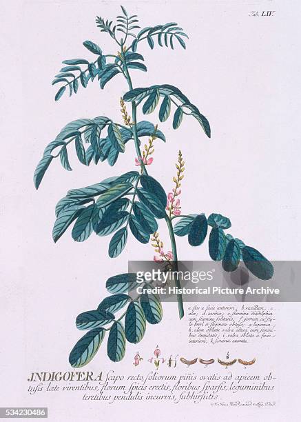 Indigofera Plant