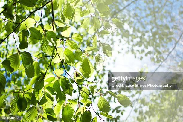 fagus sylvatica, beech tree in spring. - lucy shires - fotografias e filmes do acervo