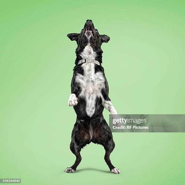 mix-breed dog standing on hind legs, studio shot - dog studio shot stock pictures, royalty-free photos & images