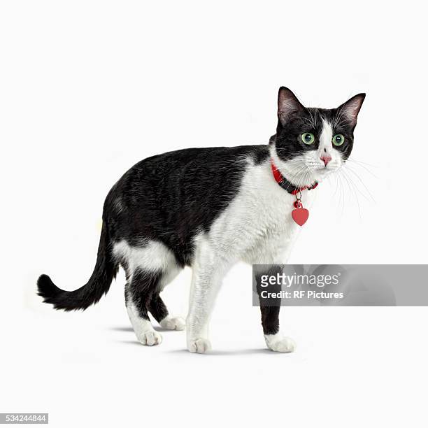 black and white cat with collar. studio shot - collar 個照片及圖片檔