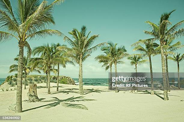 sandy beach with palm trees - archival beach stock pictures, royalty-free photos & images