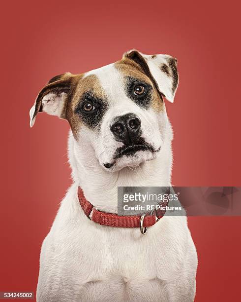 close-up of dog in collar, studio shot - collar stock-fotos und bilder