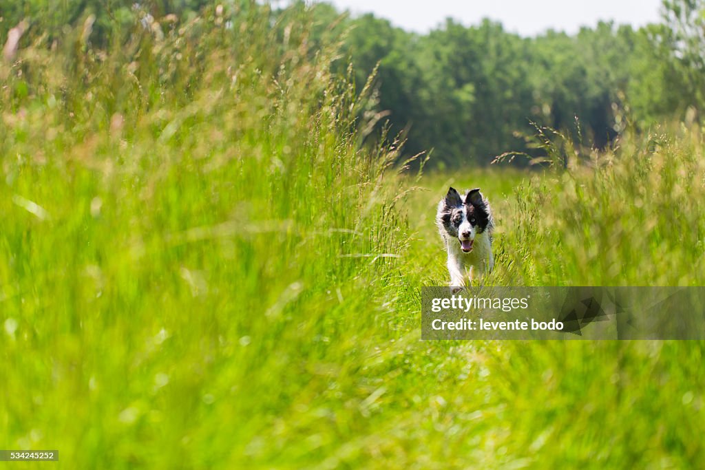Border Collie running and training the in grass