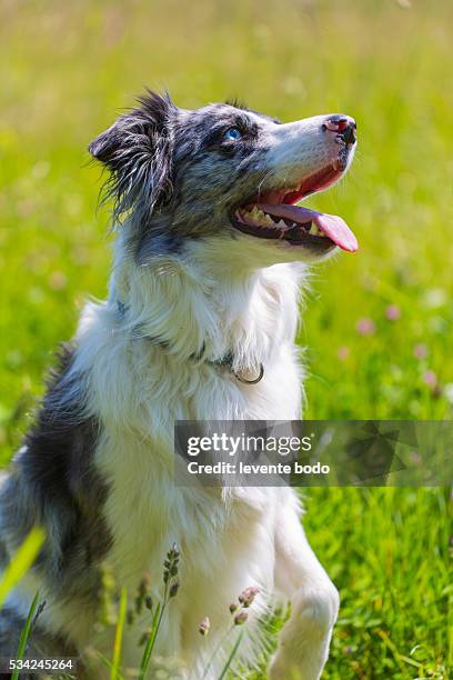 border collie in grass listening - flower between teeth stock pictures, royalty-free photos & images