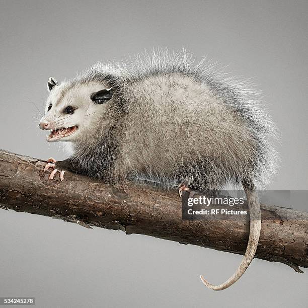 studio portrait of opossum - väsa bildbanksfoton och bilder