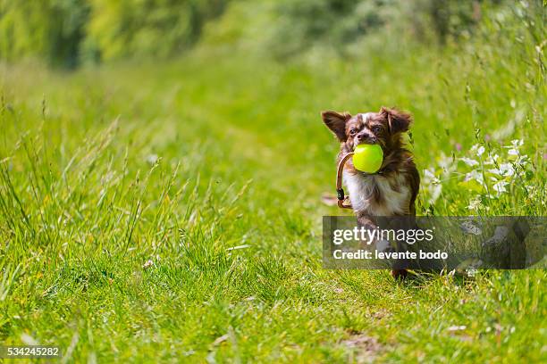 chihuahua dog playing with a ball - long haired chihuahua stock-fotos und bilder