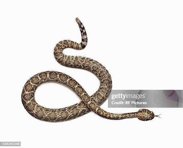 studio shot of rattlesnake - rattlesnake stock pictures, royalty-free photos & images