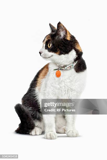 studio portrait of cat - cat on white stock-fotos und bilder