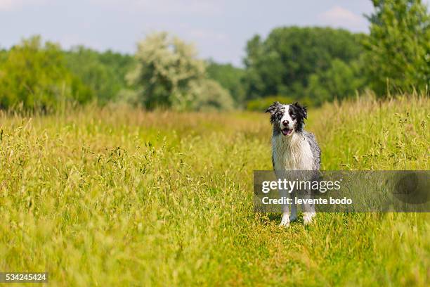 border collie, blue merle portrait in the grass - dog eyes closed stock pictures, royalty-free photos & images