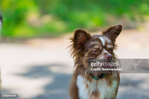 chihuahua dog portrait cute - long haired chihuahua stock-fotos und bilder