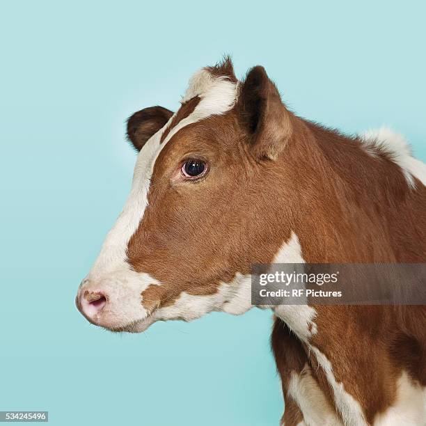 profile of domestic co on blue background - domestic cattle imagens e fotografias de stock