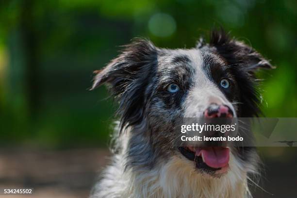 border collie, blue merle portrait in the grass - olhos castanho claros - fotografias e filmes do acervo