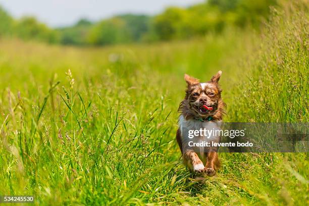 chihuahua dog running in high grass - long haired chihuahua fotografías e imágenes de stock