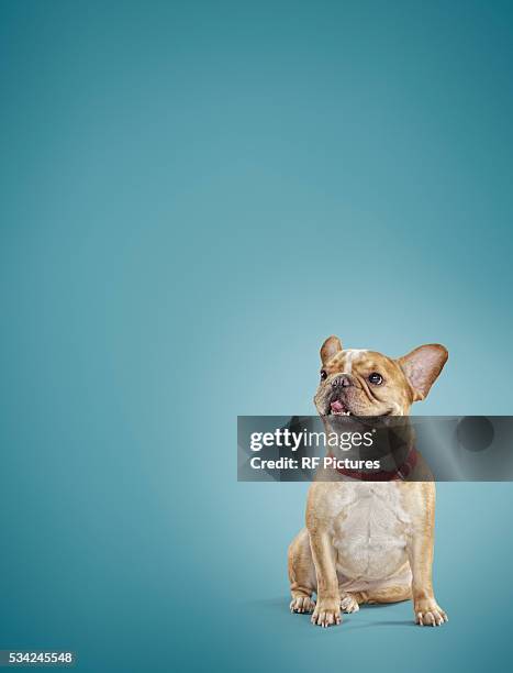 studio photograph of french bulldog pup - french bulldog stock pictures, royalty-free photos & images