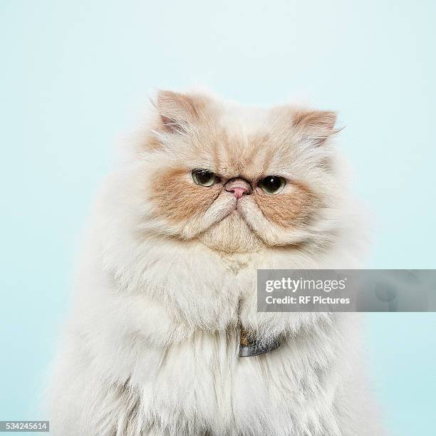 studio portrait of cat - feline imagens e fotografias de stock