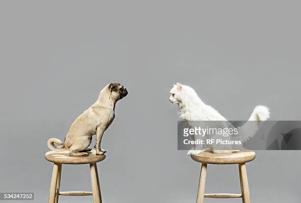 studio shot of cat and dog looking at each other - faccia a faccia foto e immagini stock