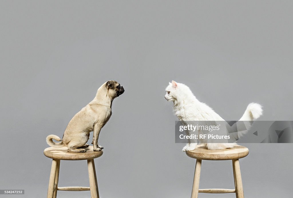 Studio shot of cat and dog looking at each other