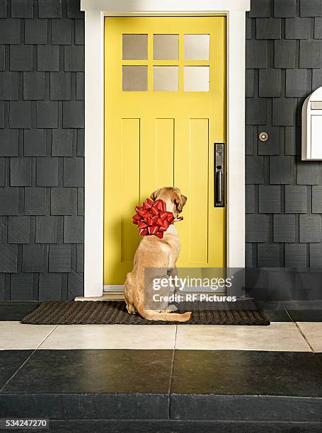 dog with red bow waiting by door - dog knots stock pictures, royalty-free photos & images