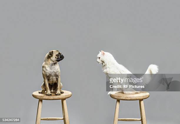 studio shot of cat and dog looking at each other - dog studio shot stock pictures, royalty-free photos & images