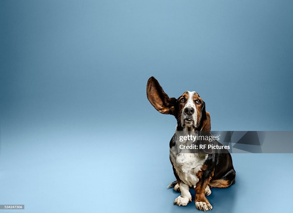 Portrait of dog with one ear lifted