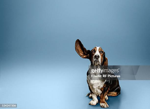 portrait of dog with one ear lifted - listening stockfoto's en -beelden