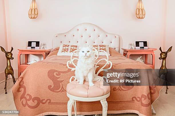 white cat sitting on chair in bedroom - corbis images stock-fotos und bilder